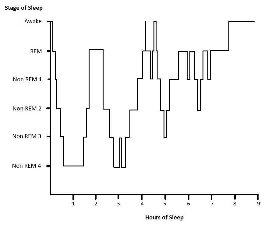 Exploring the⁤ Science Behind Sleep ‌Cycles and Stages